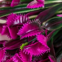 Букет "Дионея" 32 см, микс