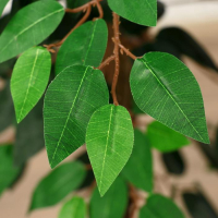 Дерево искусственное "Зелёный фикус" 175 см Дерево искусственное "Зелёный фикус" 175 см