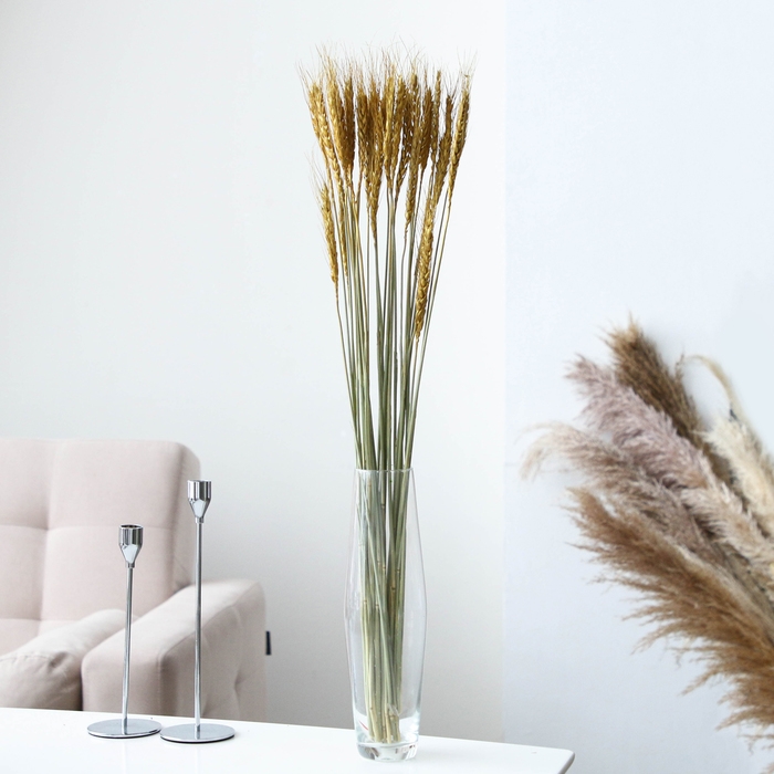 Сухой колос пшеницы, набор 30 шт., цвет золотой Сухой колос пшеницы, набор 30 шт., цвет золотой