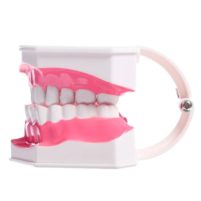 Игровой набор «Макет челюсти человека», 12 × 9 см, с щёткой, щётка цвета МИКС Игровой набор «Макет челюсти человека», 12 × 9 см, с щёткой, щётка цвета МИКС