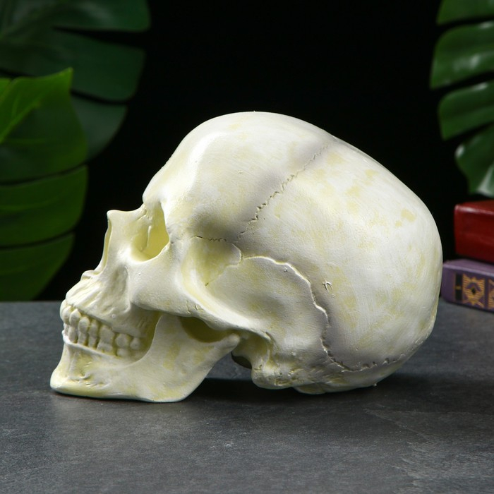Копилка Копилка "Череп" кость белая, 16х13х22см