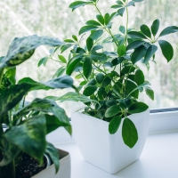 Кашпо для цветов, 13 &times; 13 см, 1,5 л, пластик, белое