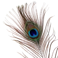 Перо павлина для декора, набор 2 шт., размер 1 шт. — от 40 до 50 см Перо павлина для декора, набор 2 шт., размер 1 шт. — от 40 до 50 см