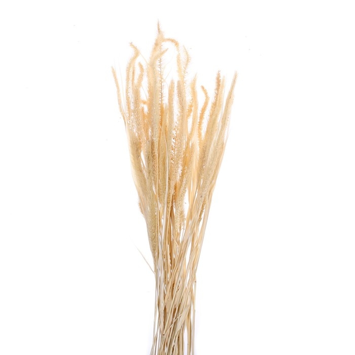 Сухоцвет &laquo;Щетинник&raquo;, белый, 30 - 50 г в упаковке