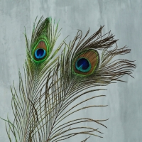 Перо павлина для декора 1 шт., размер — от 90 до 100 см Перо павлина для декора 1 шт., размер — от 90 до 100 см
