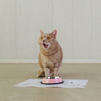 Миска металлическая для кошки с нескользящим основанием Love you, 235 мл, 15х3.5 см Миска металлическая для кошки с нескользящим основанием Love you, 235 мл, 15х3.5 см