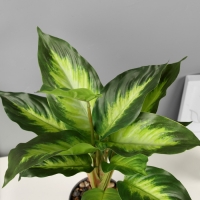 Бонсай в горшке "Диффенбахия" 9х33 см