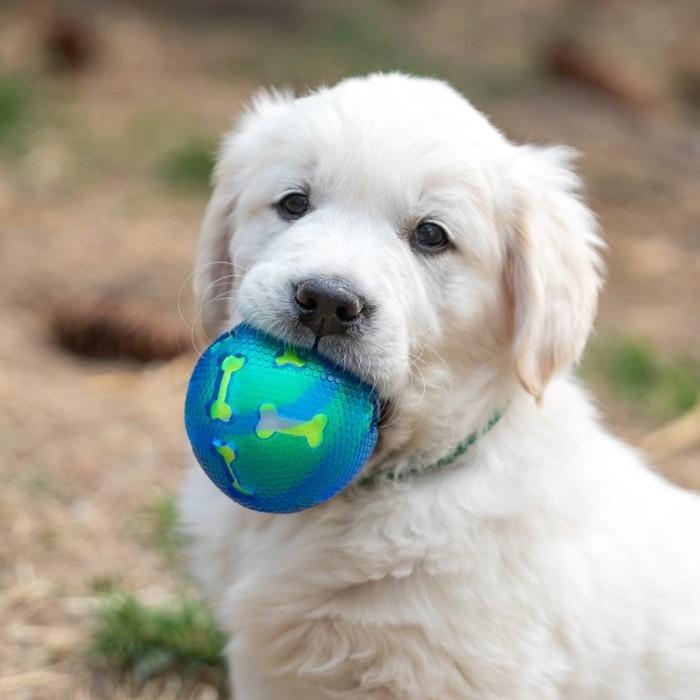 Мяч для собак Мяч для собак "Двойное удовольствие", TPR+войлочный мяч, 7,6 см
