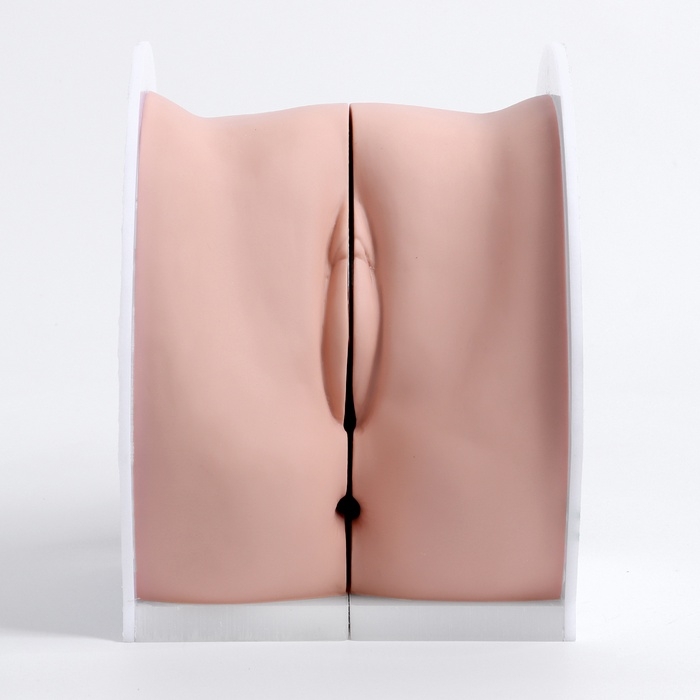 Макет Макет "Вагина" разборный 19*13*17см