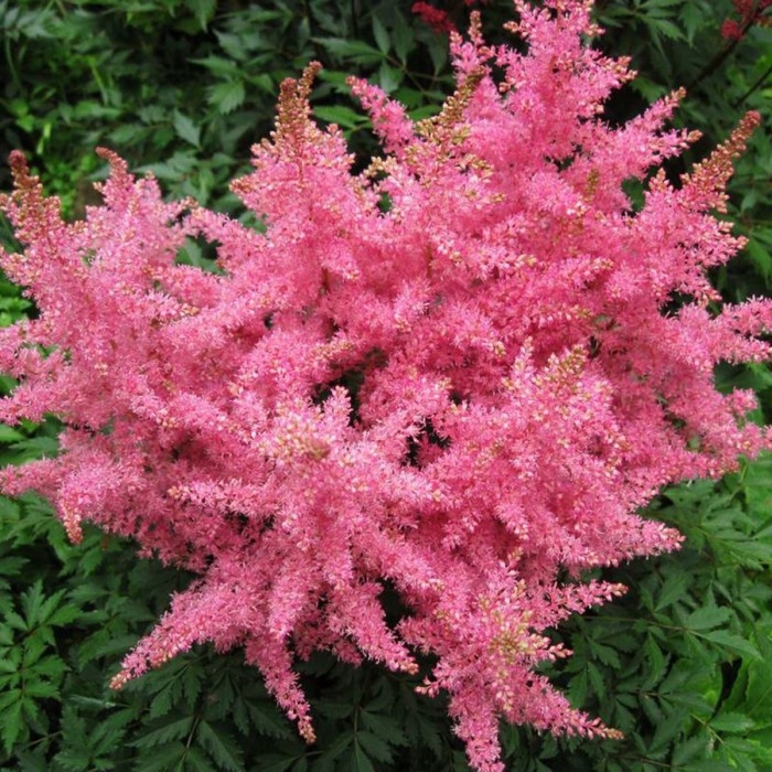 Астильба гибридная Распберри, С1,5 горшок, Н10-50 высота, 1 шт, Осень 2024 Астильба гибридная Распберри, С1,5 горшок, Н10-50 высота, 1 шт, Осень 2024