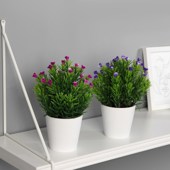 Бонсай в горшке "Остролист с цветочками" 8х18 см, микс