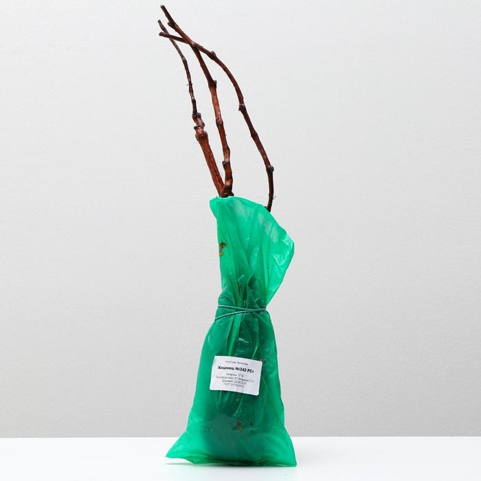 Саженец винограда Кишмиш №342, Весна 2024, 1 шт. Саженец винограда Кишмиш №342, Весна 2024, 1 шт.