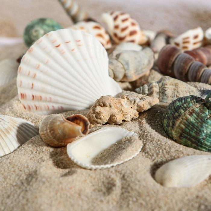 Набор ракушек 100 г, микс №1 Набор ракушек 100 г, микс №1
