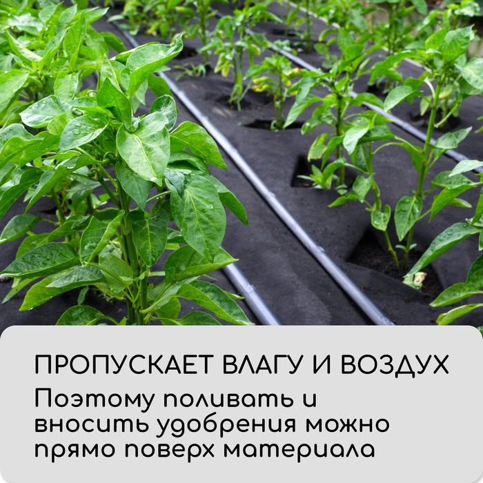 Материал мульчирующий, с перфорацией, 10 × 1,6 м, плотность 80 г/м², спанбонд с УФ-стабилизатором, чёрный, Greengo, Эконом 30% Материал мульчирующий, с перфорацией, 10 × 1,6 м, плотность 80 г/м², спанбонд с УФ-стабилизатором, чёрный, Greengo, Эконом 30%