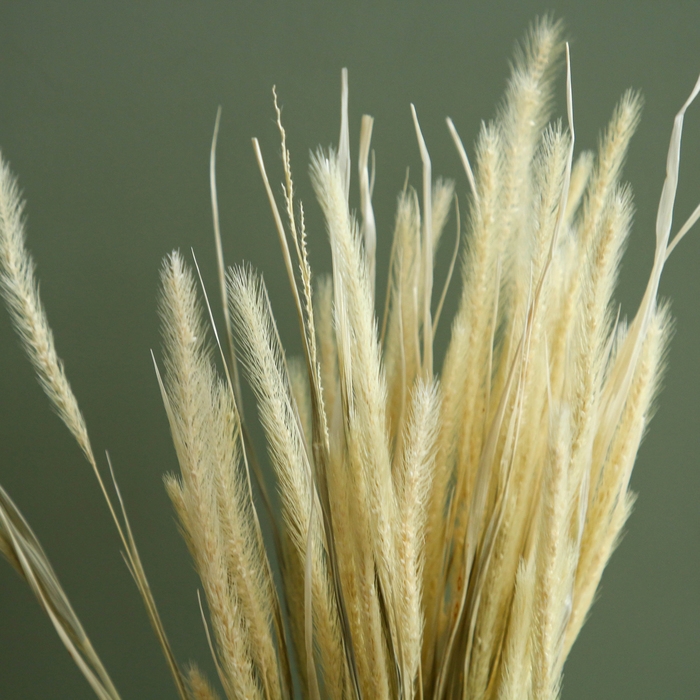 Сухоцвет &laquo;Щетинник&raquo;, белый, 30 - 50 г в упаковке