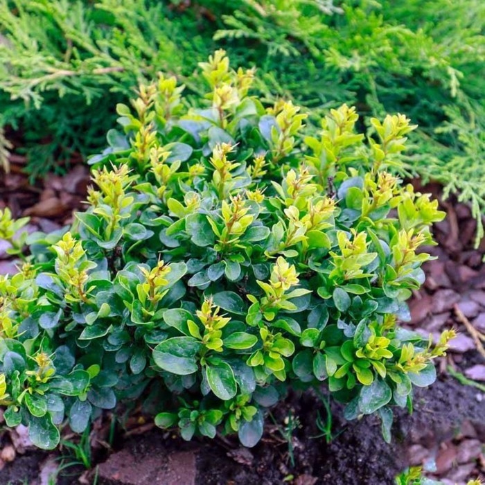 Барбарис Тунберга Коболд, С2 горшок, Н10-50 высота, 1 шт, Осень 2024 Барбарис Тунберга Коболд, С2 горшок, Н10-50 высота, 1 шт, Осень 2024