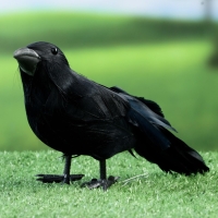 Фигура "Ворон" 20х6х10см Фигура "Ворон" 20х6х10см