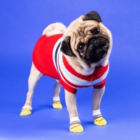 Свитер "Полоски", XS (ДС 17, ОШ 17, ОГ 23-37 см) , красный Свитер "Полоски", XS (ДС 17, ОШ 17, ОГ 23-37 см) , красный