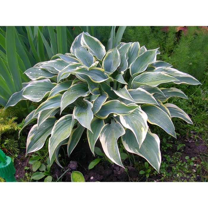 Хоста гибридная Фирн Лайн, С2 горшок, Н10-50 высота, 1 шт, Осень 2024 Хоста гибридная Фирн Лайн, С2 горшок, Н10-50 высота, 1 шт, Осень 2024