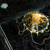 Декор для аквариума "Медуза" силиконовая, флуоресцентная, 10 х 10 х 20,5 см, оранжевая Декор для аквариума "Медуза" силиконовая, флуоресцентная, 10 х 10 х 20,5 см, оранжевая