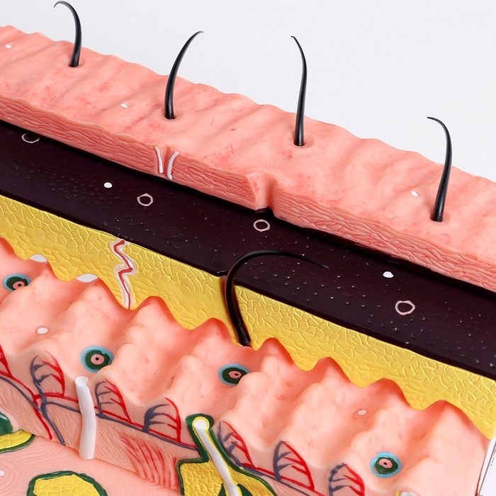 Макет Макет "кожный покров в разрезе" 21*4*20см
