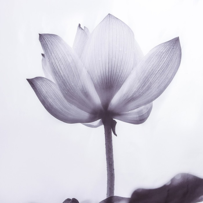 Штора для ванны Доляна &laquo;Моно&raquo; с люверсами, 180&times;180 см