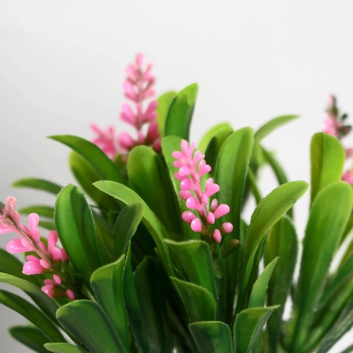 Бонсай в горшке "Гадючий лук" 5,5х10 см, микс