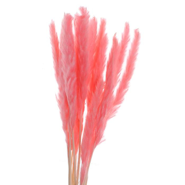 Сухоцвет &laquo;Камыш&raquo; набор 15 шт, цвет нежно розовый