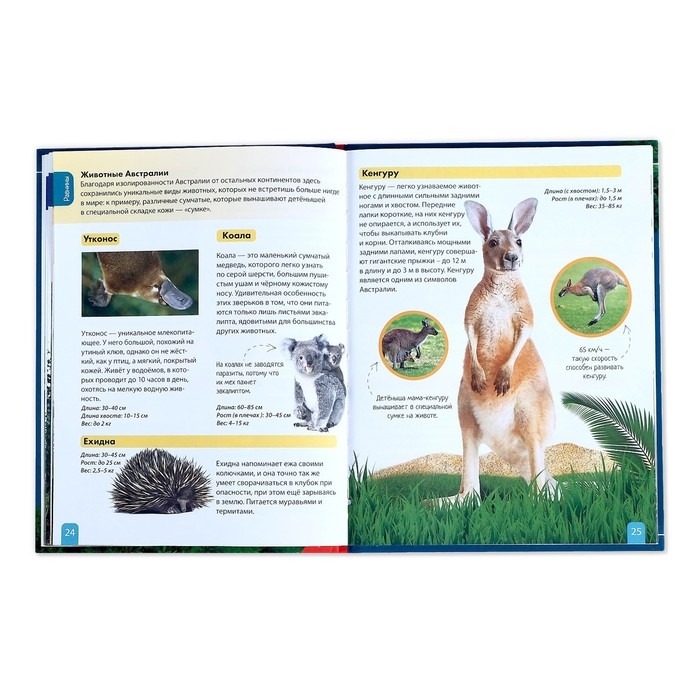 Детская энциклопедия в твёрдом переплёте &laquo;Животные&raquo;, 48 стр.