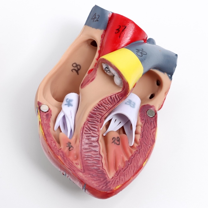 Макет Макет "Грудь человека изнутри" разборный 27*20*11см