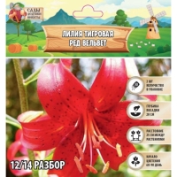 Лилия Тигровая "Red Velvet", р-р 12/14, 2 шт, Лилия Тигровая "Red Velvet", р-р 12/14, 2 шт,