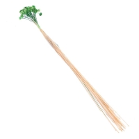 Сухоцвет &laquo;Батао&raquo; набор 20 шт., цвет зелёный