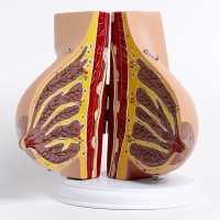 Макет "Женская грудь в разрезе" 18*13*13см