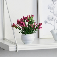 Бонсай в горшке "Крассула" 5,5х11 см, микс Бонсай в горшке "Крассула" 5,5х11 см, микс