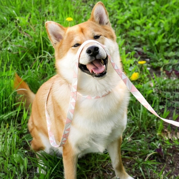 Набор &laquo;Ромбы&raquo;, застёжка - фастекс, поводок 2 м и ошейник 28-46 см