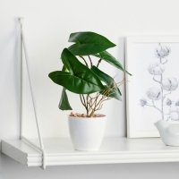 Бонсай в горшке &laquo;Филодендрон крупный лист&raquo; 7,5х20 см