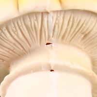 Садовая фигура "Мухомор" 12х12х15см /// Садовая фигура "Мухомор" 12х12х15см ///