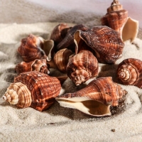 Набор ракушек, 5 - 7 см, 100 г Набор ракушек, 5 - 7 см, 100 г