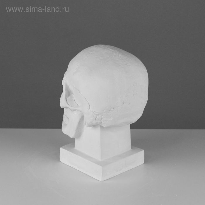 Гипсовая фигура анатомическая: ЧЕРЕП (слепок с натурального), 19 х 14 х 25 см