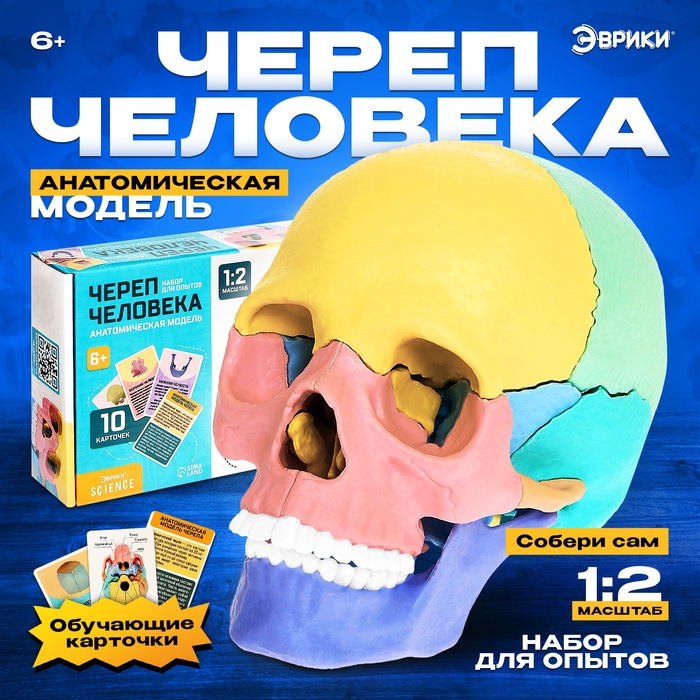 Набор для опытов «Череп человека», анатомическая модель Набор для опытов «Череп человека», анатомическая модель