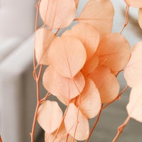 Сухоцвет персикого дерева, 50 г, длина &mdash; 70 см, цвет нежно-розовый