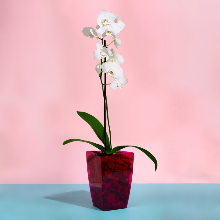 Горшок для орхидей, 2 л, 12,5 &times; 19,5 см, пластик, прозрачно-малиновый