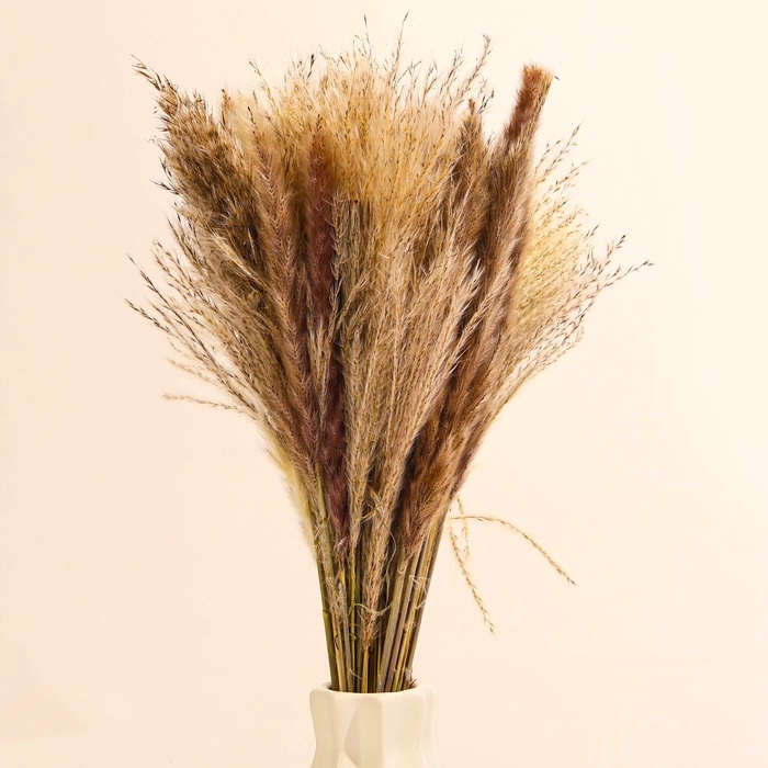 Букет из сухоцветов &laquo;Изумление&raquo;, высота 47 см