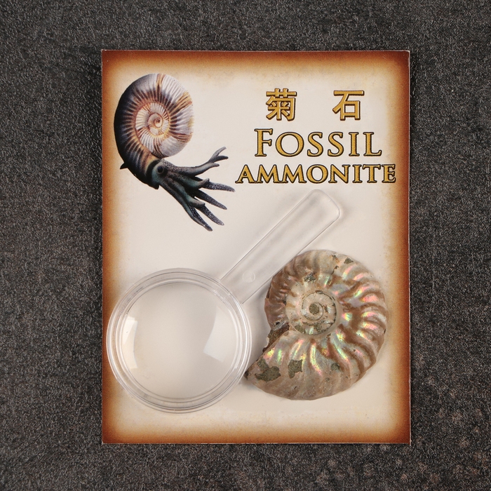 Набор Набор "Аммониты" в упаковке