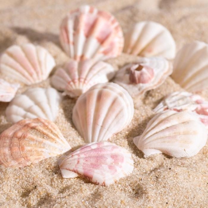 Набор ракушек, 4 - 5 см, 100 г Набор ракушек, 4 - 5 см, 100 г
