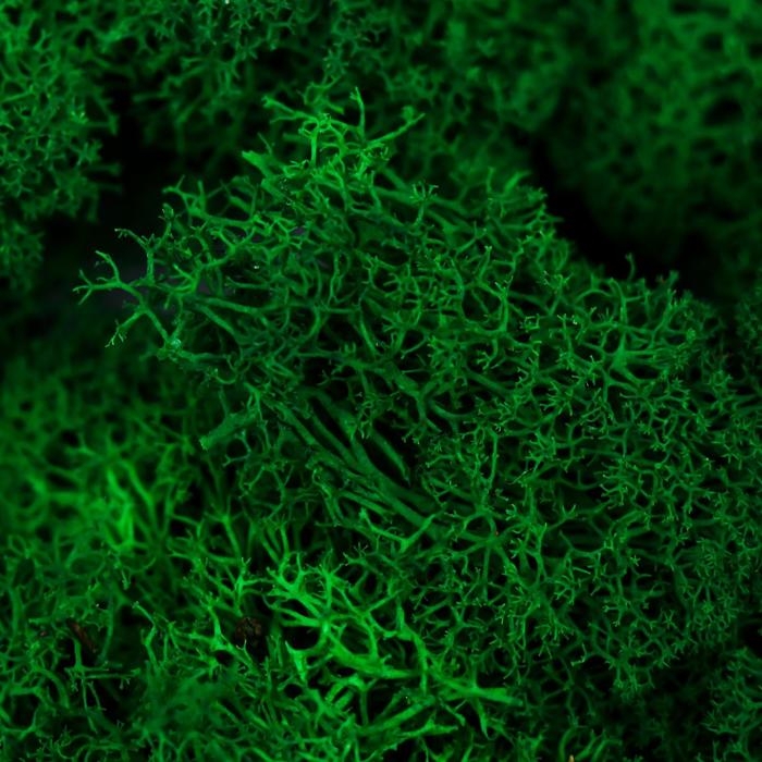 Мох стабилизированный "Ярко-зелёный" 45 гр (+-5 гр)