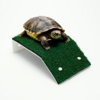 Мостик для черепах средний, на присосках, 18 х 12 х 5 см Мостик для черепах средний, на присосках, 18 х 12 х 5 см