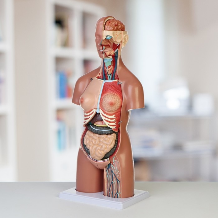 Макет "Торс женщины", разборный, 55*22*17см