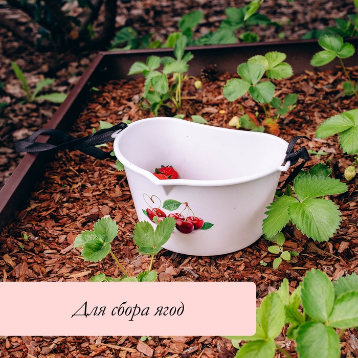 Ёмкость для сбора ягод, 3 л, &laquo;Вишня&raquo;