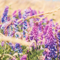 Набор подарочный "Любимая бабушка" полотенце 40х73см, лопатка